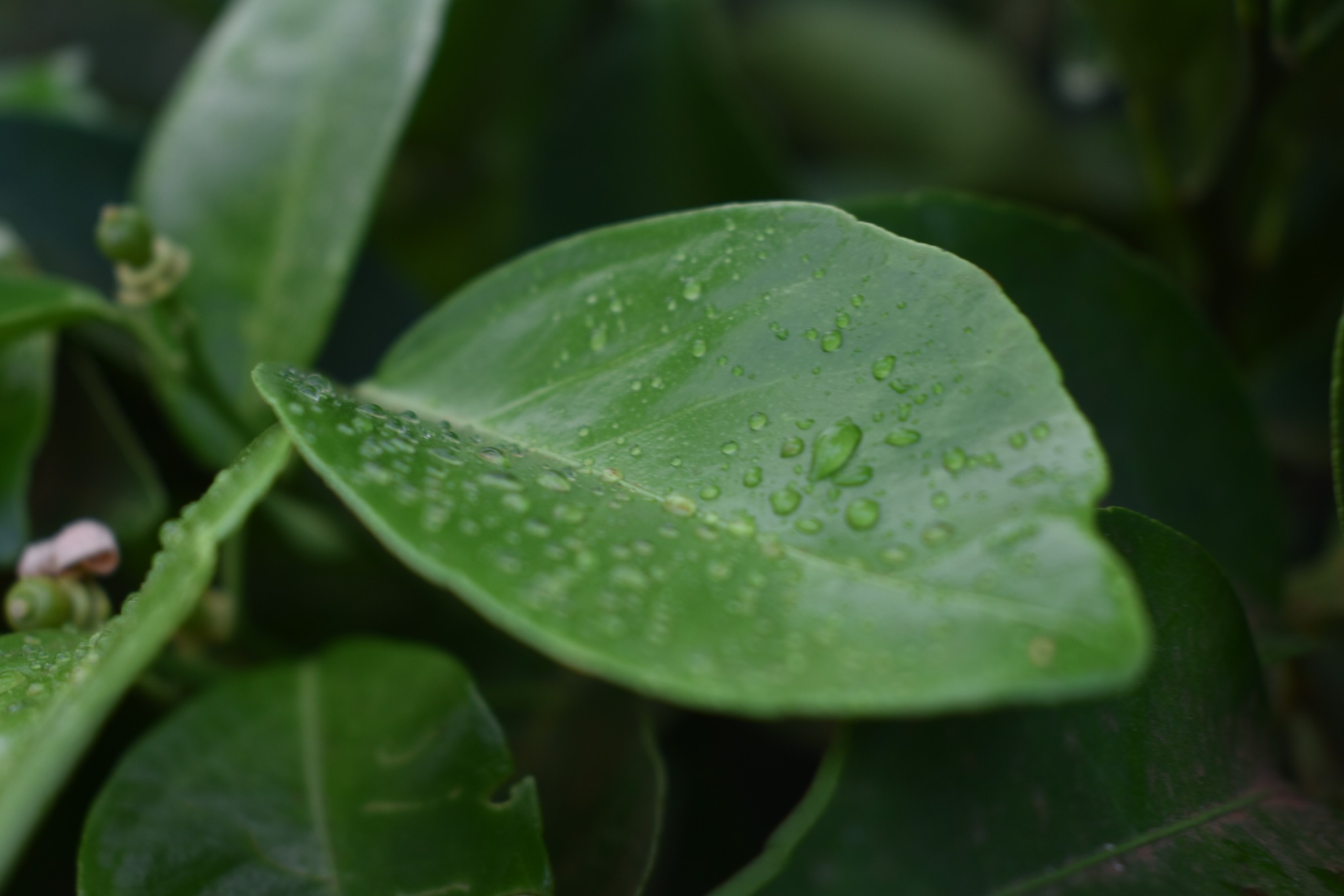 Leaves after rainfall at the demonstration farm