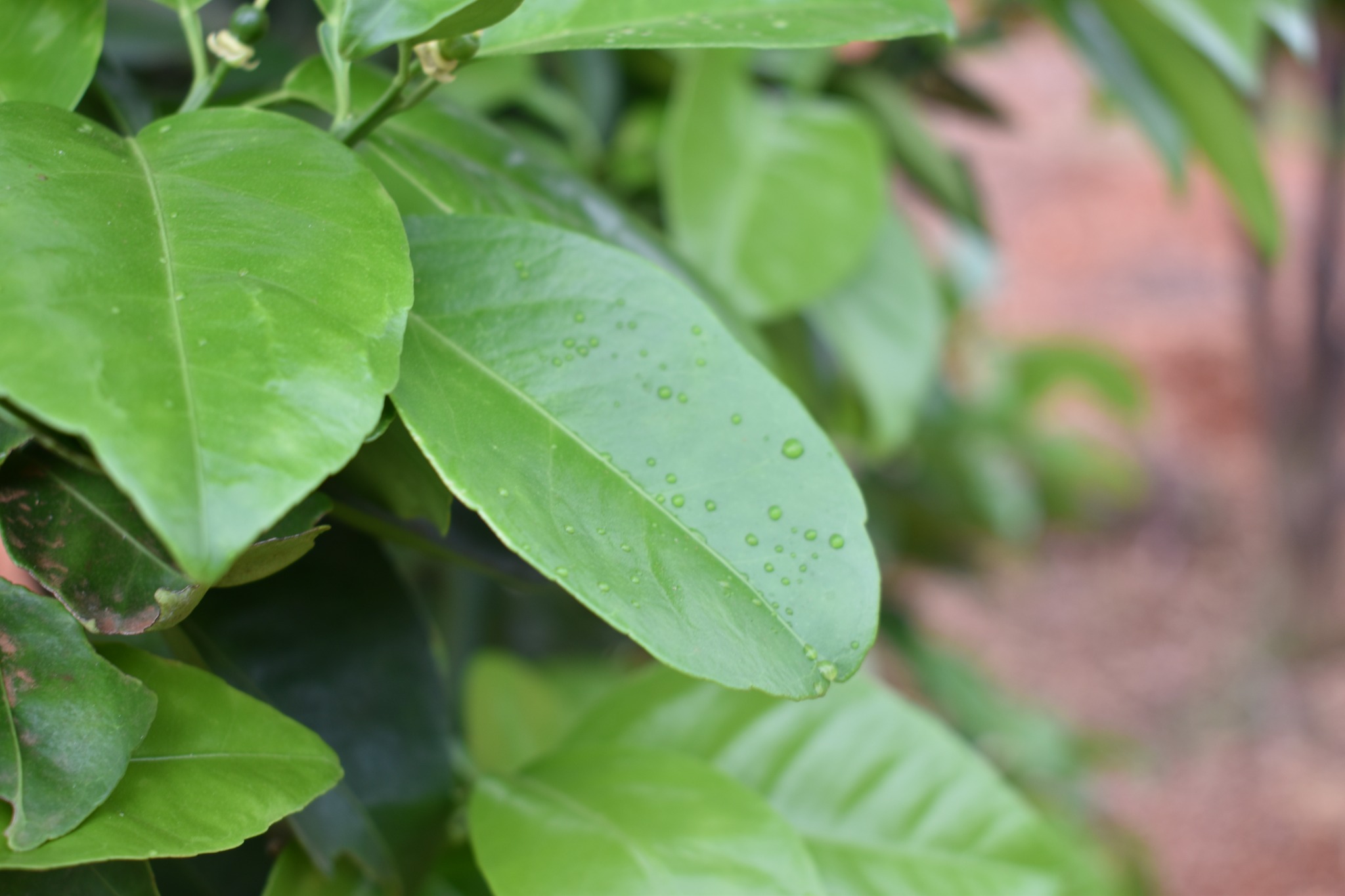 Rainwater on leaves at the demonstration farm