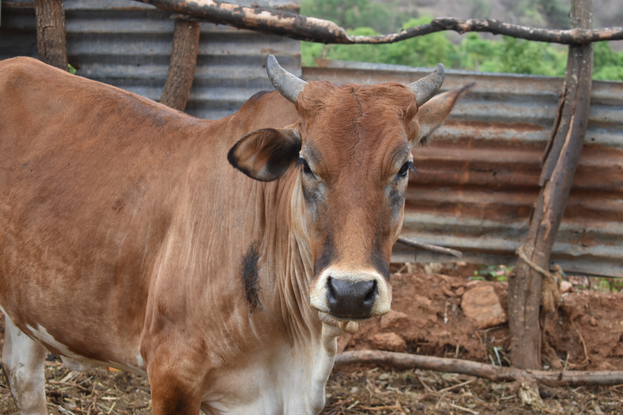 Brown cow standing in a livestock enclosure
