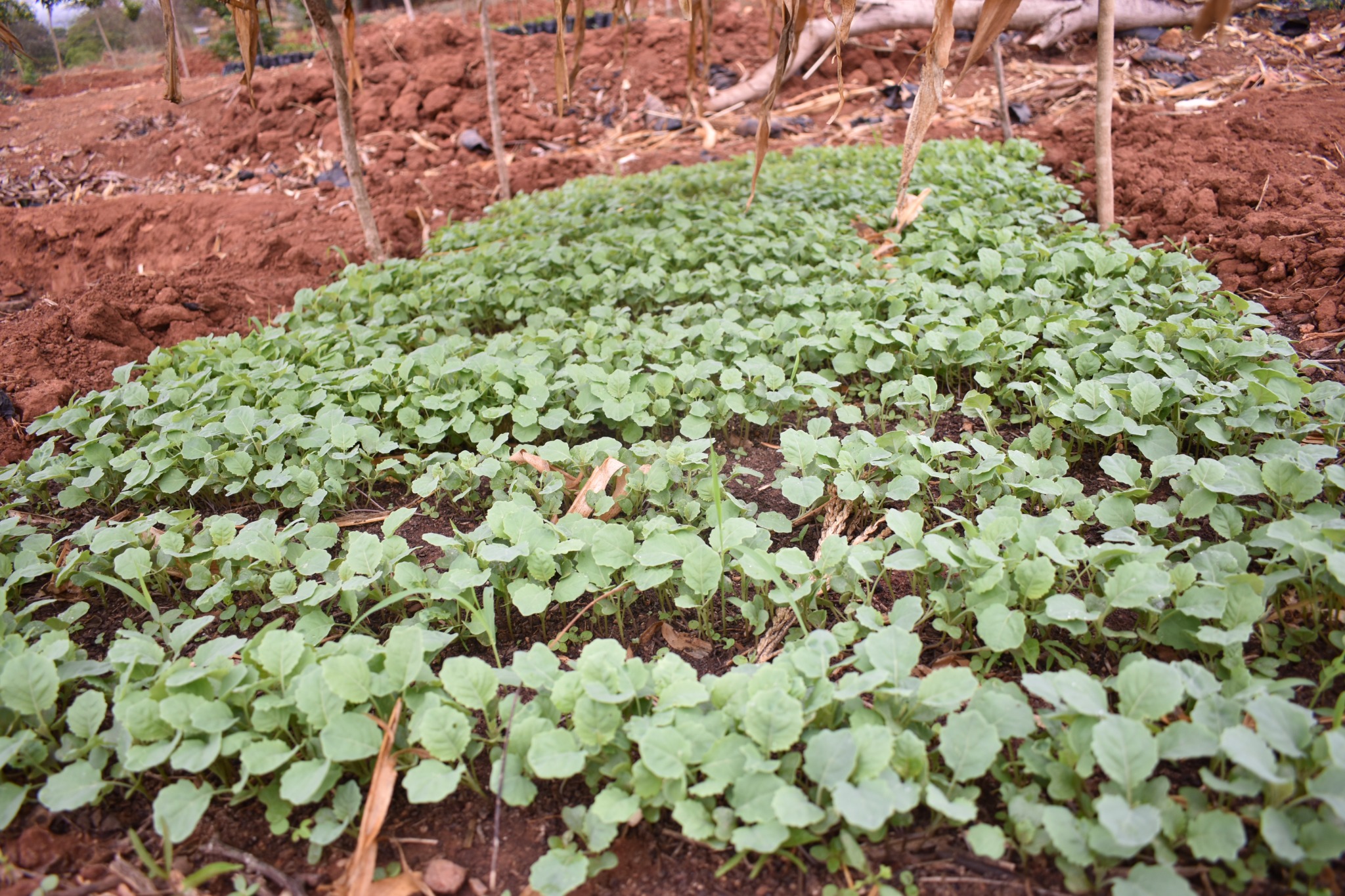 Young vegetable seedlings at the demonstration farm