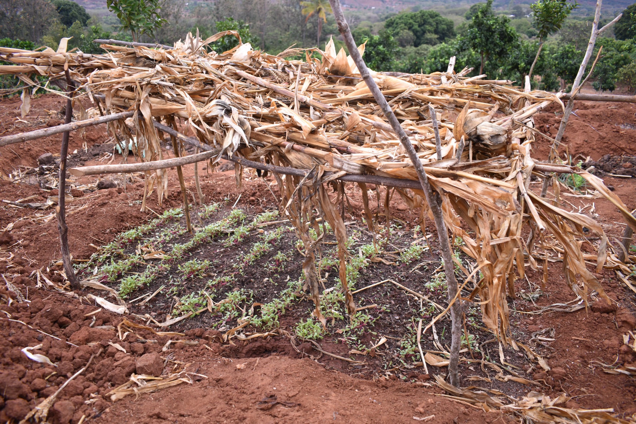 Protected seedbed at the demonstration farm