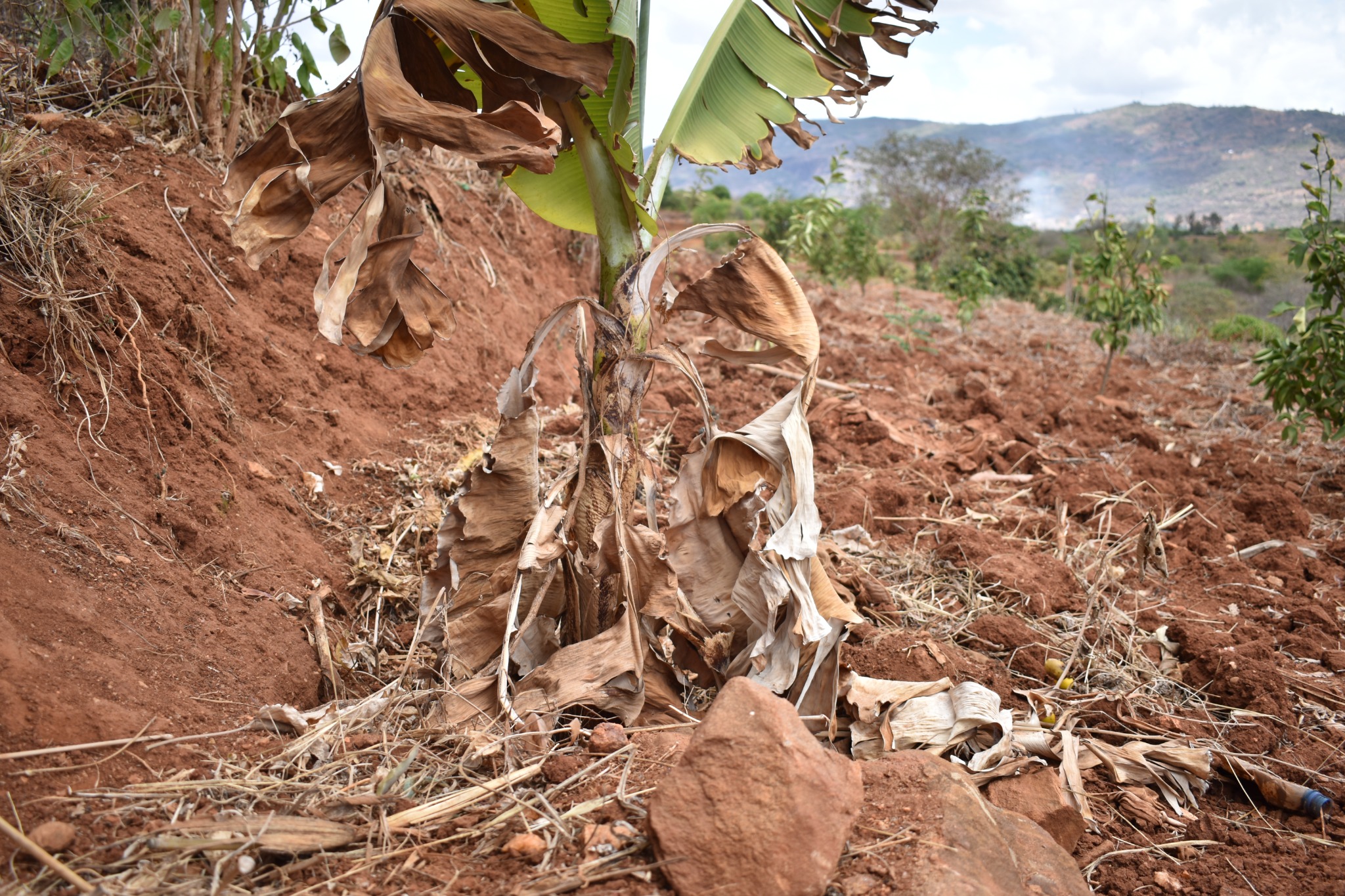 Banana crop at the demonstration farm