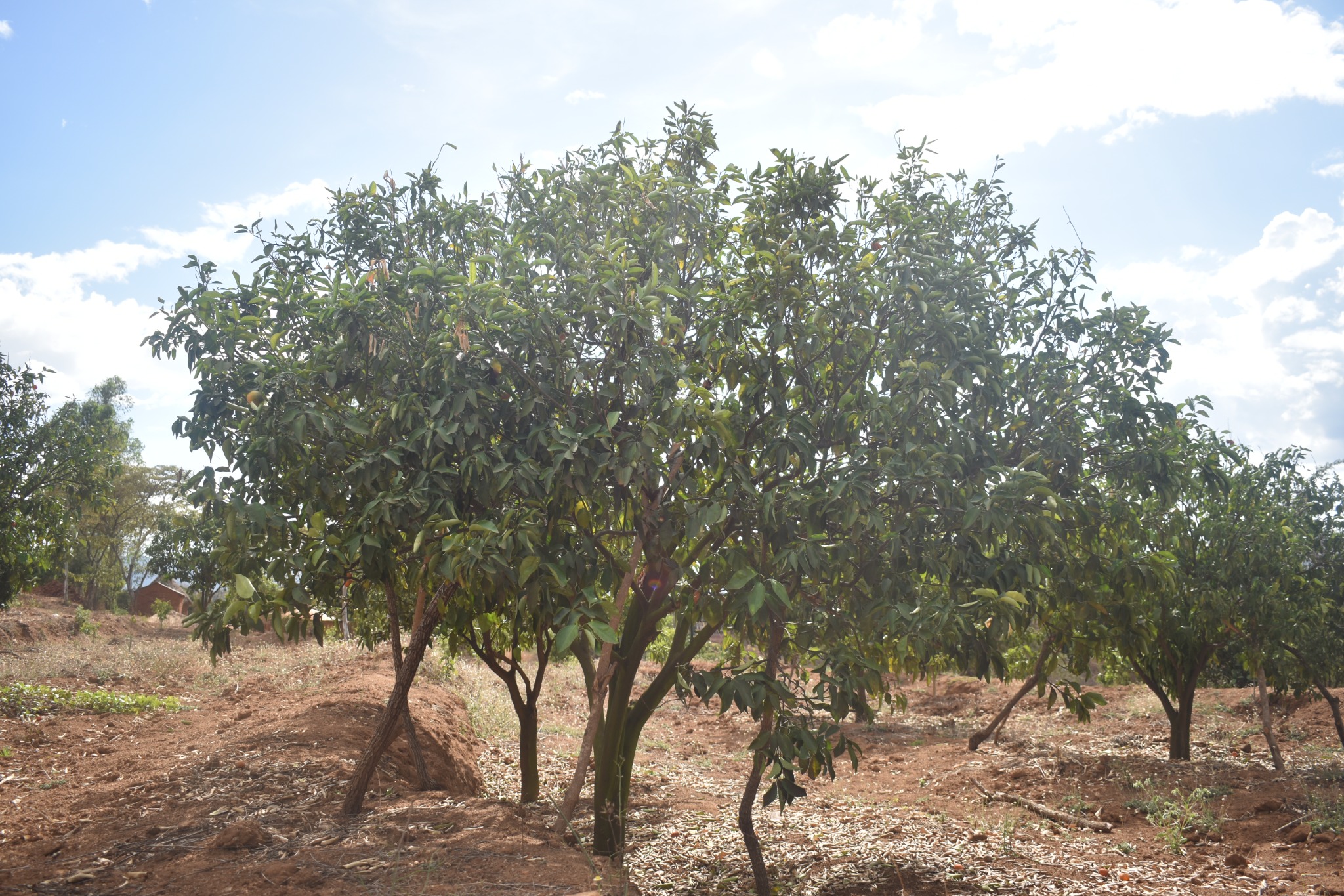 Orchard hillside at the demonstration farm