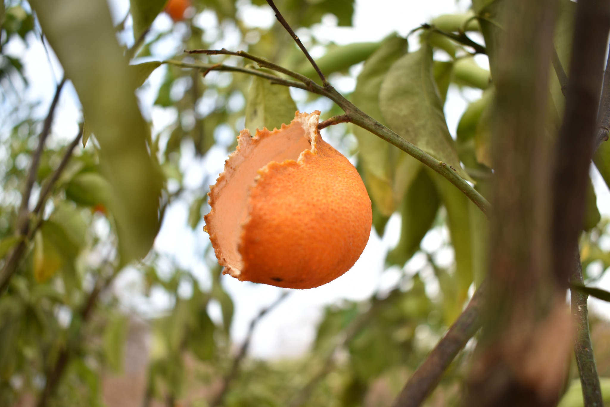 Citrus fruit on branch at the demonstration farm
